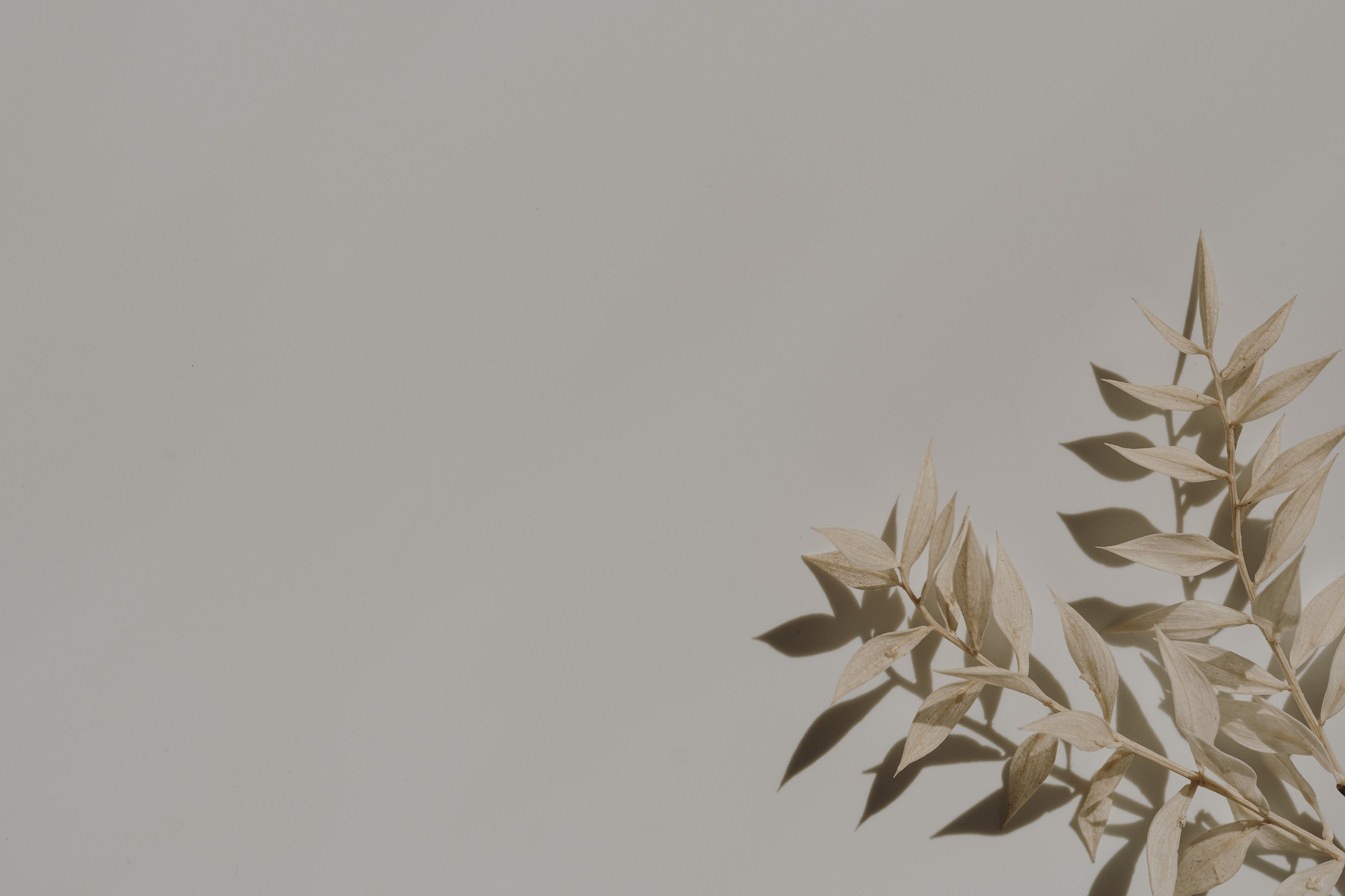 Plant Leaves on Beige Background